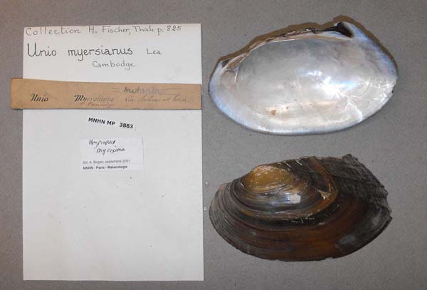 specimen