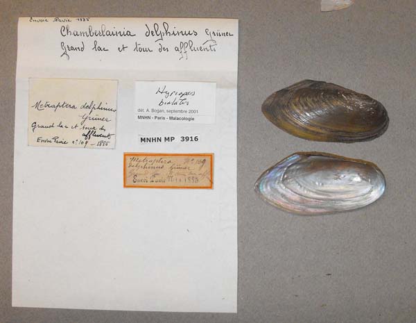 specimen