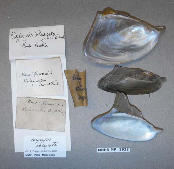 specimen