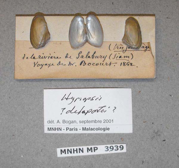specimen