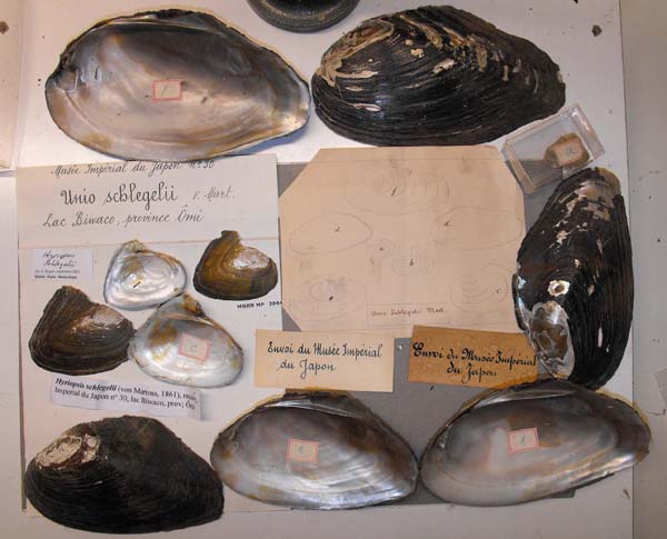 specimen