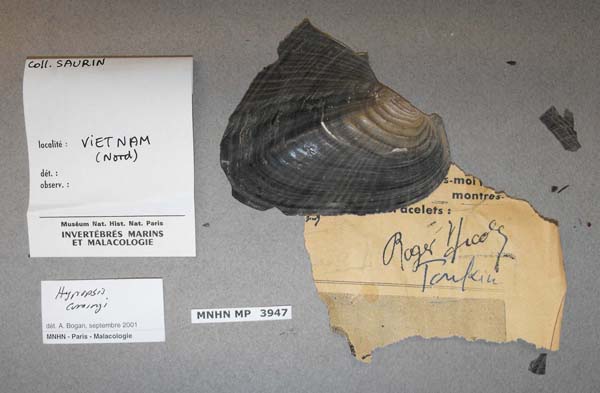 specimen