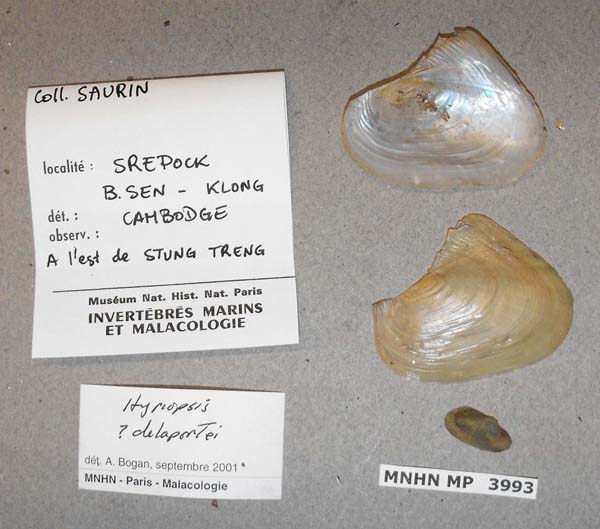 specimen