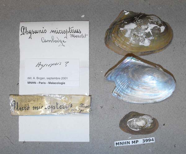 specimen