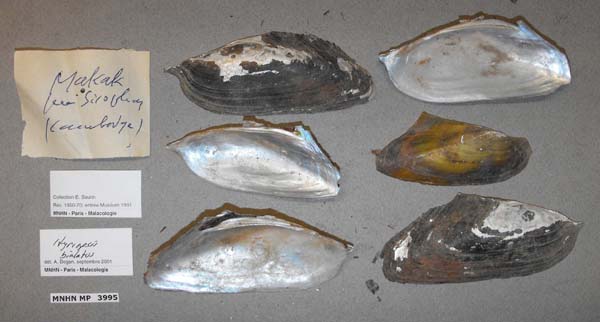 specimen
