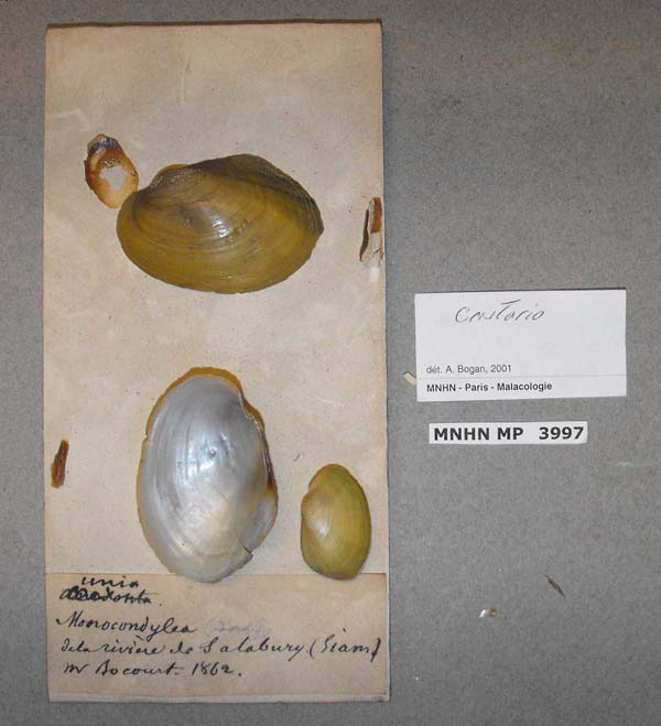 specimen