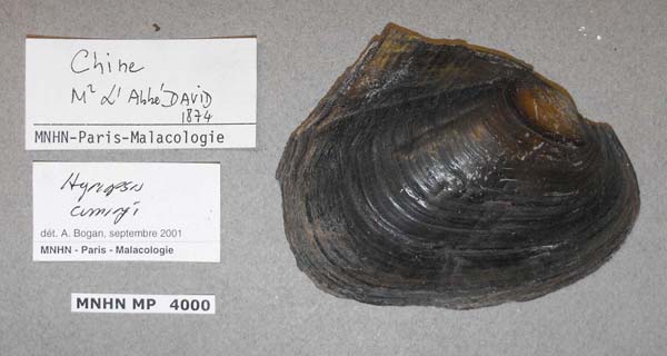 specimen