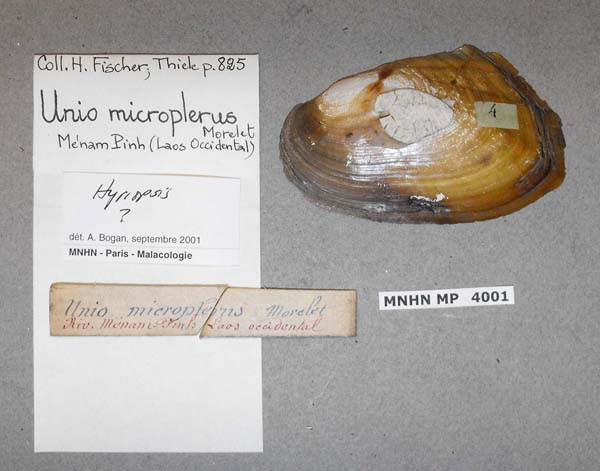 specimen