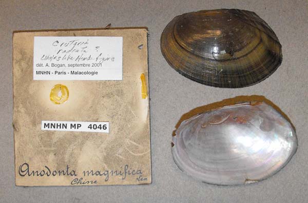specimen