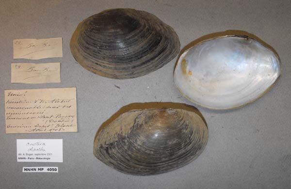 specimen