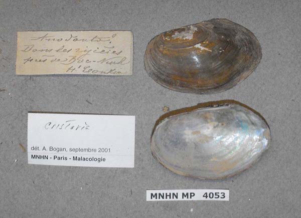specimen