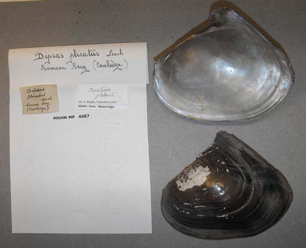 specimen