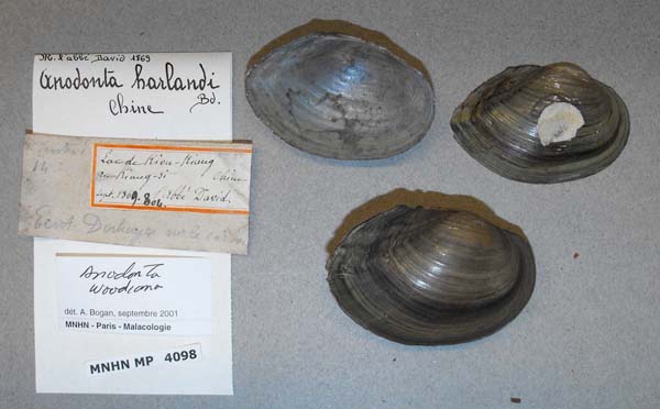 specimen
