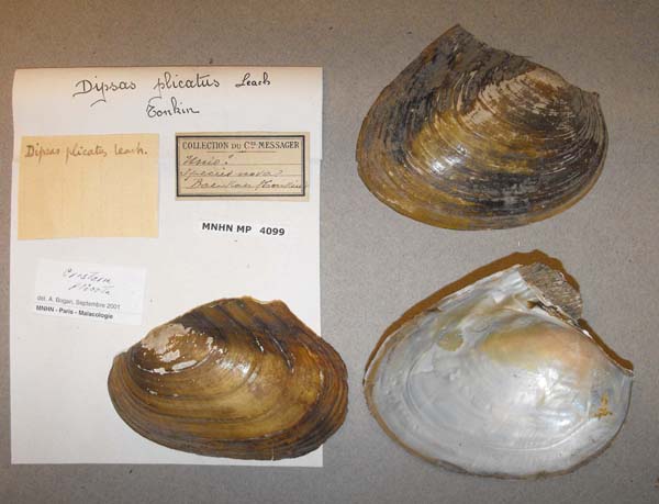 specimen