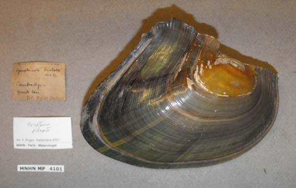 specimen