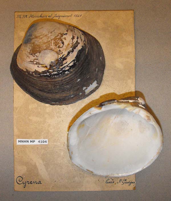 specimen
