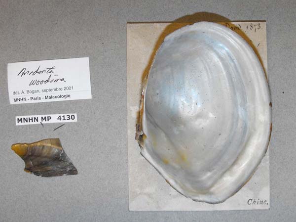 specimen
