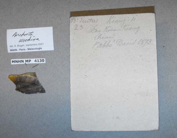 specimen