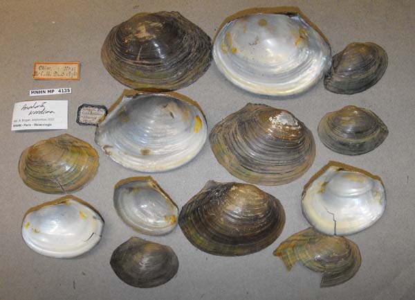 specimen