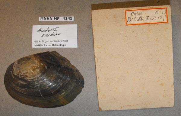 specimen