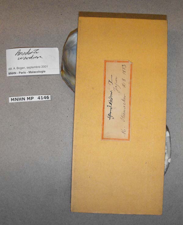 specimen
