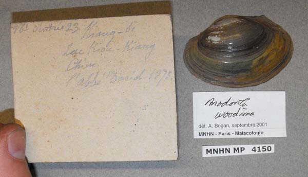 specimen