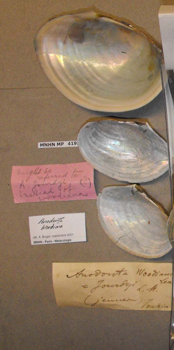 specimen