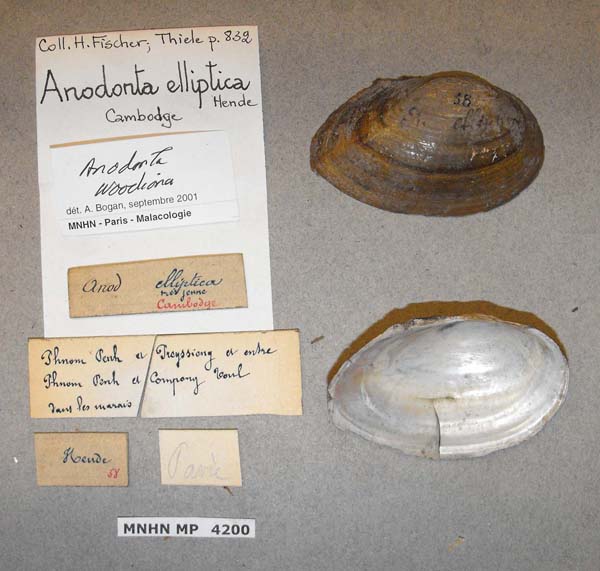 specimen