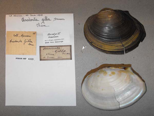 specimen
