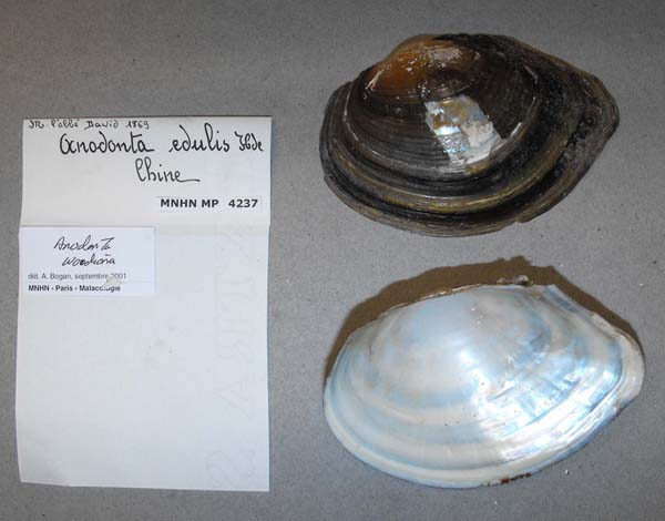 specimen