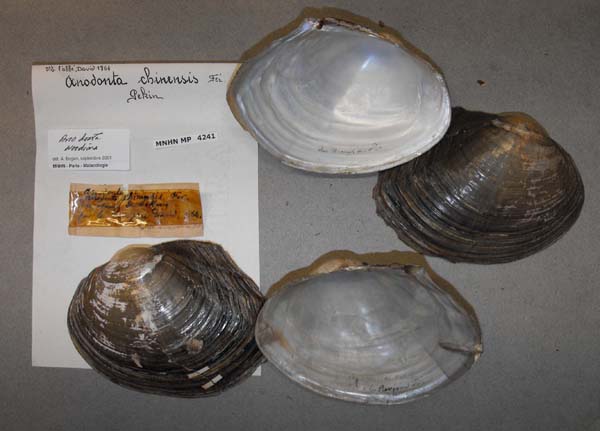 specimen
