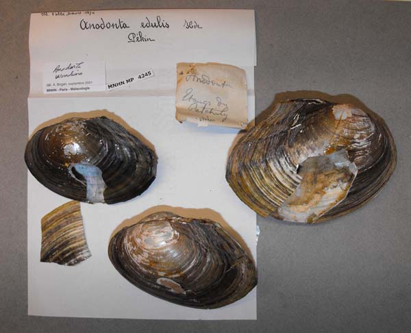 specimen