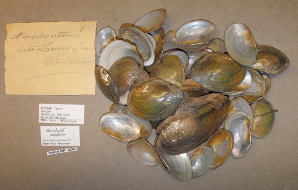 specimen