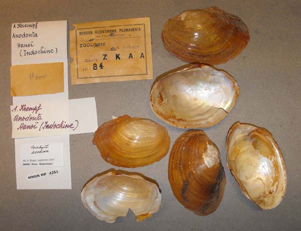 specimen