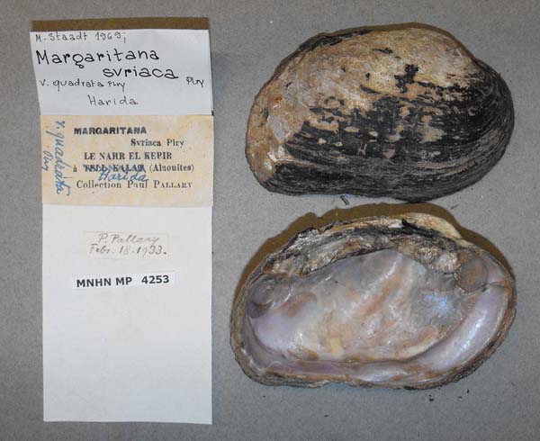 specimen