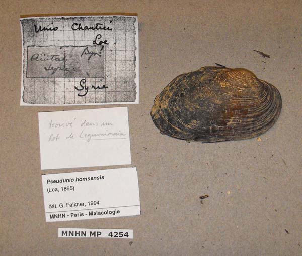 specimen