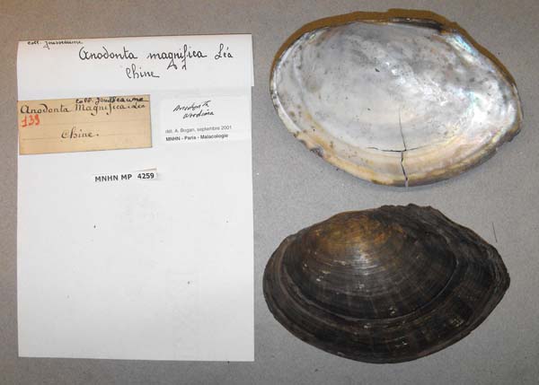 specimen