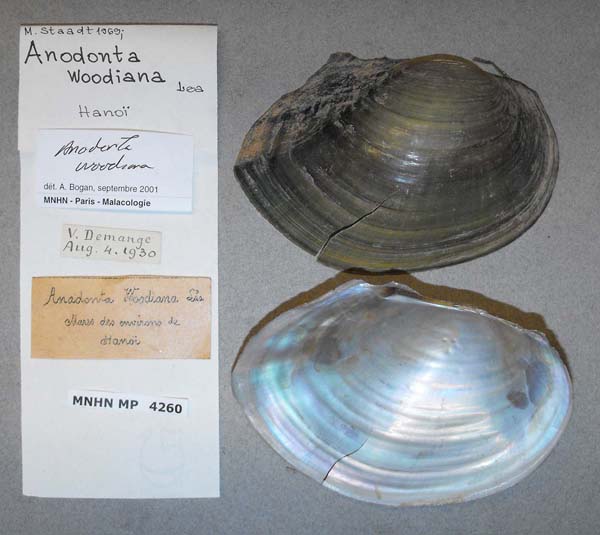 specimen