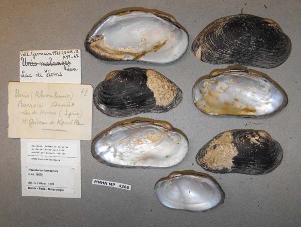 specimen