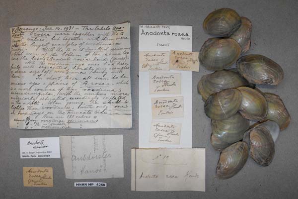 specimen
