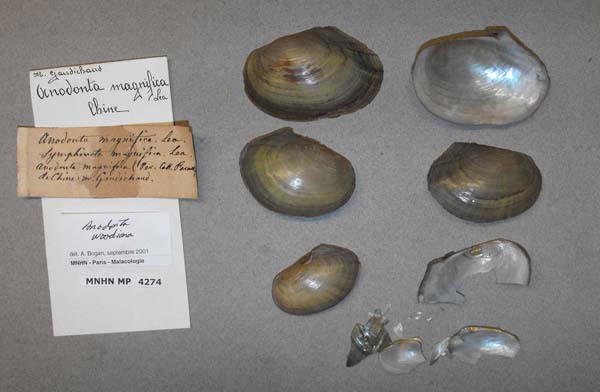 specimen
