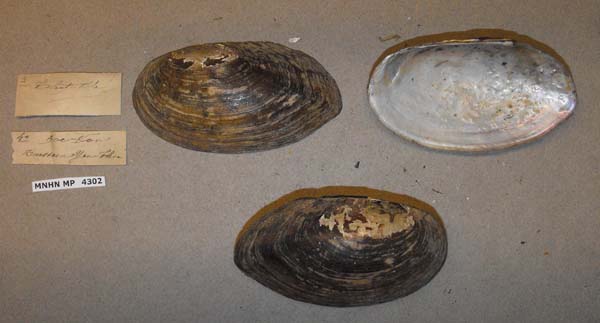 specimen