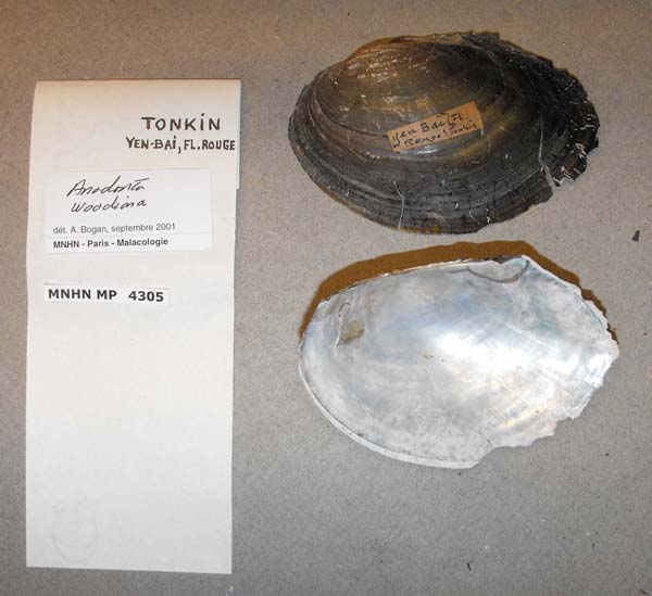 specimen