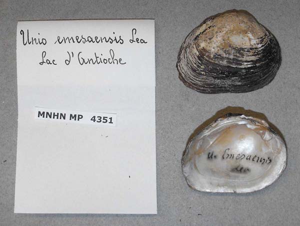 specimen