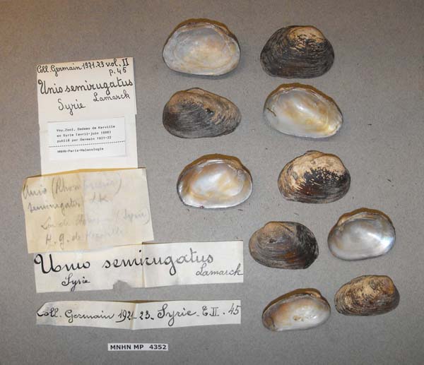 specimen
