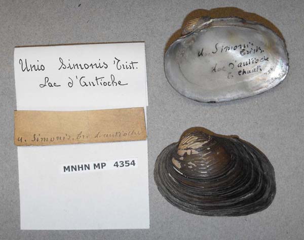 specimen