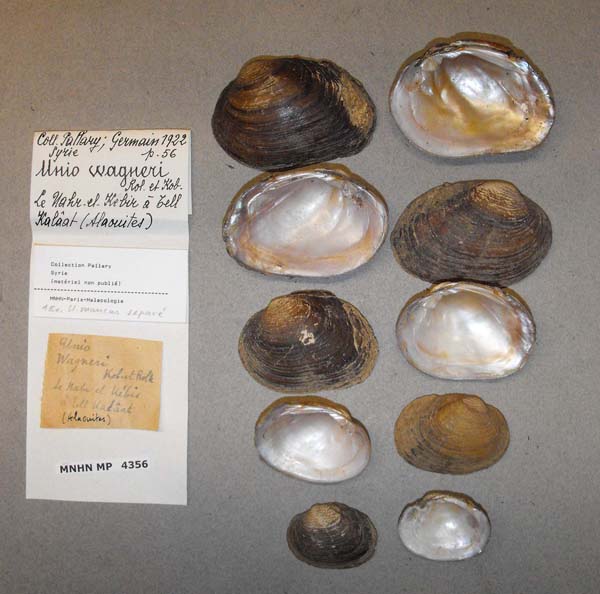 specimen