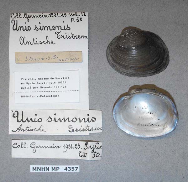 specimen