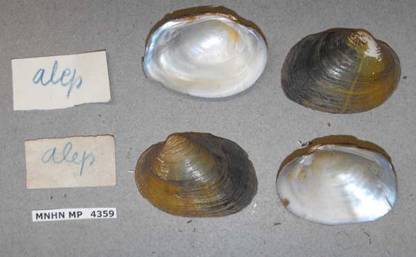 specimen