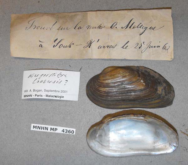 specimen